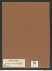 Biddulphia ? parallela Castr. (de-Toni-Nr.: Genus 123, Species 3506) Zeichnungen Sammlung Grunow Mappe 03690 (Herbarium_W_Grunow_drawings_Folder_03690)